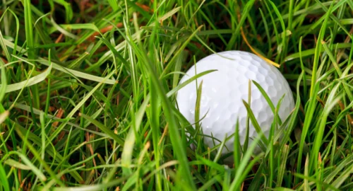 Up close shot of a golf ball deep in the rough.
