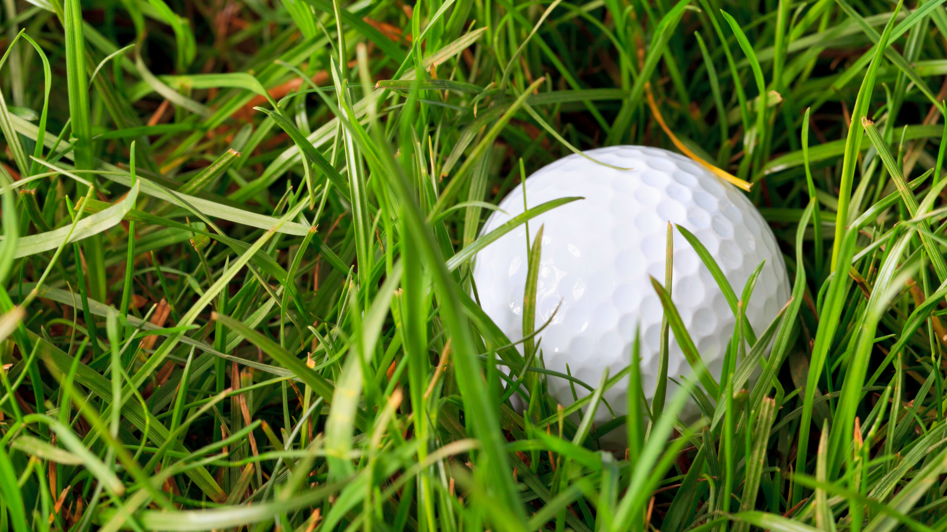 Up close shot of a golf ball deep in the rough.