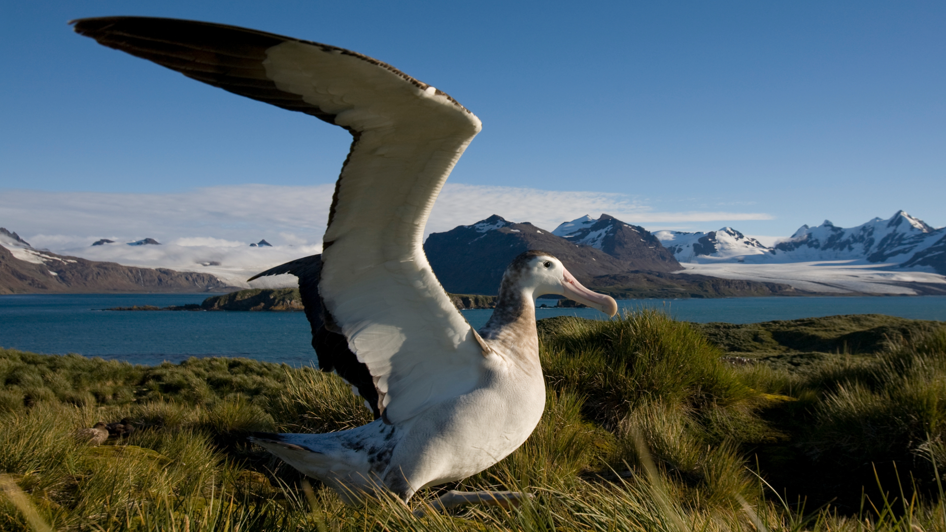 A close up of an albatross in a wintery, mountainous scenery.